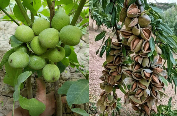خرید انواع نهال میوه