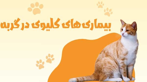 معرفی بیماری کلیوی در گربه