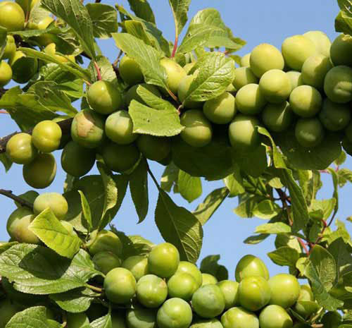 خرید نهال گوجه سبز