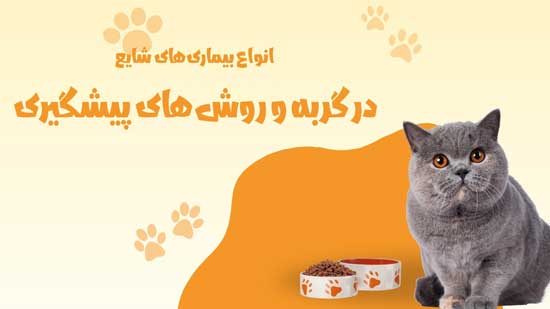 انواع بیماری‌های شایع در گربه و روش‌های پیشگیری
