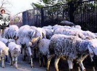 روش خنده دار یک چوپان برای کنترل گوسفندانش !