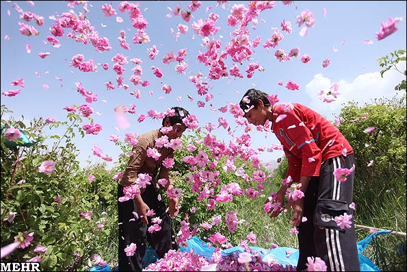 شروع برداشت گل محمدی و گلاب گیری + عکس