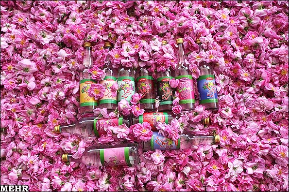 شروع برداشت گل محمدی و گلاب گیری + عکس