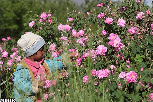 شروع برداشت گل محمدی و گلاب گیری + عکس