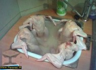 عکس از استخر زنانه (18+)
