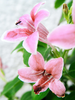 والپیپرهای بسیار زیبا برای موبایل