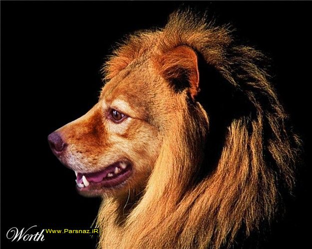 عکس های بسیار خنده دار از سگ ها