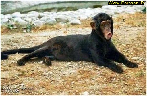 خنده داتر ترین عکس های فوتشاپ شده از حیوانات