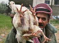 مرغ عجیب دنیا با چهار دست و پا + تصویر