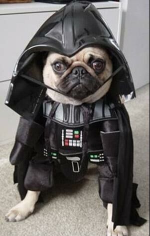 عکس های جالب و خنده دار از شو فشن سگ ها