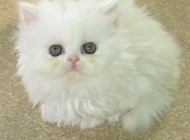 می خام برم سر قرار + عکس
