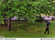 عکسهای بارش باران در نخستین روزهای تابستان در رشت..!