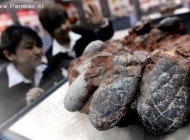پیدا کردن گنجینه ای از تخم دایناسورها در قفقاز! + عکس