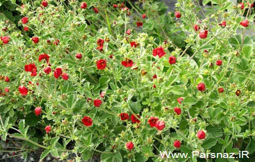 دانشمندان هندی گیاهی برای جلوگیری از پیری کشف کردند