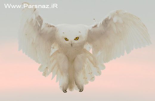 عکس های پنج پرنده خطرناک که باید از آنها دوری کرد