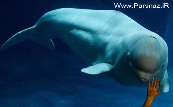 این نهنگ صدای انسان ها را تقلید می کند (عکس)