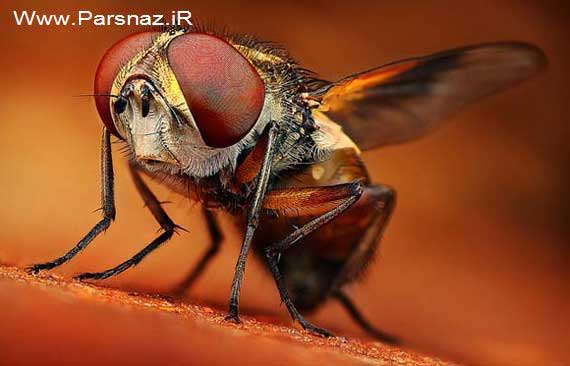 اطلاعات جالب و عکس های دیدنی از چشم حشرات