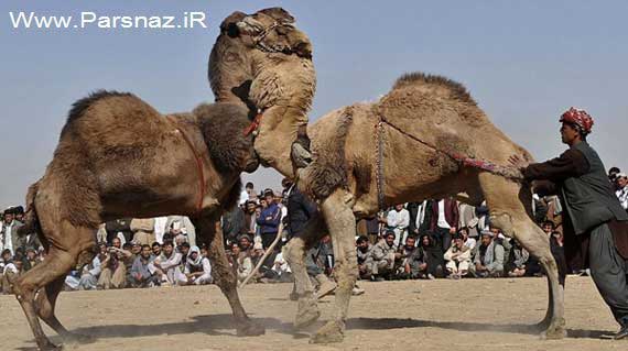 عکس هایی از تفریح عجیب مردم افغانستان برای سرگرمی