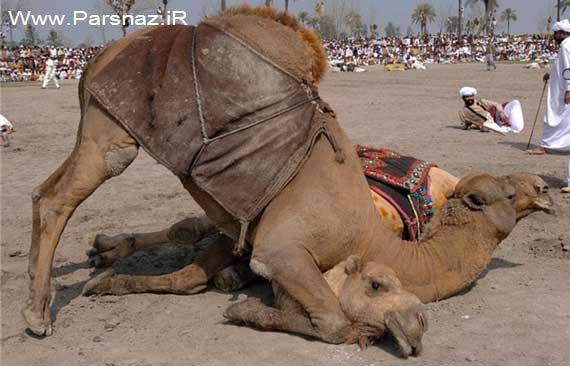 عکس هایی از تفریح عجیب مردم افغانستان برای سرگرمی