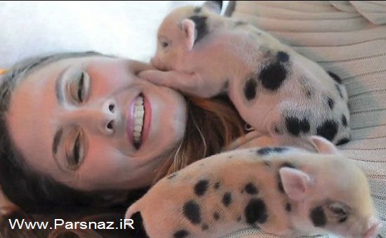 زندگی عجیب و پر ماجرای این خانم با خوک های خانگی!