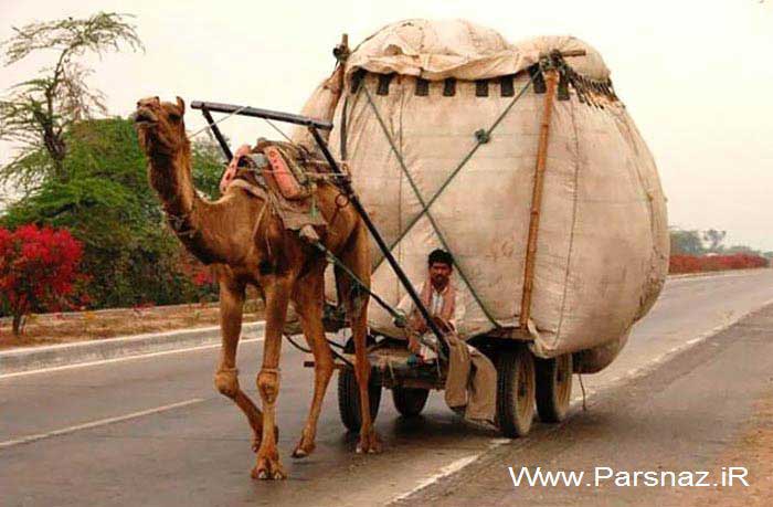 عکس های بسیار خنده دار و دیدنی از کارهای عجیب