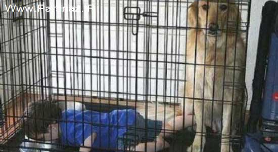 عکس های خنده دار از بی خیال ترین پدر و مادرها