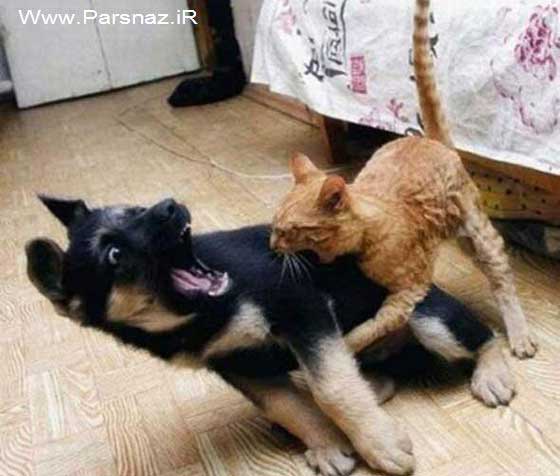 عکس های خنده دار از کارهای جالب حیوانات