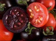 تا حالا گوجه فرنگی بنفش دیده بودید؟ (عکس)