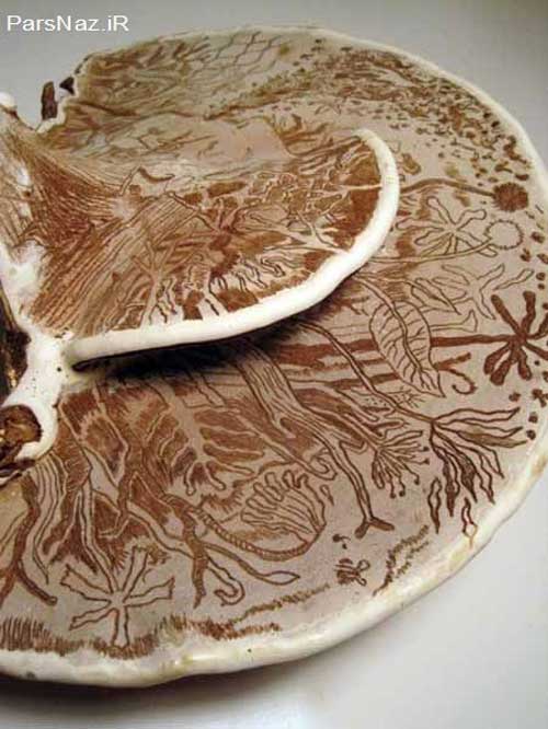 نقاشی حساس روی قارچ (عکس)