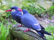 مرغی با سبیل های سفید (عکس)