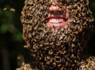 مردی با هزاران زنبور روی صورتش (عکس)