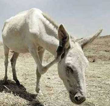 طنز خنده دار و باحال آغا خره 