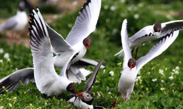 ضد حمله  جالب یک مرغ دریایی زبل(عکس)