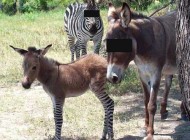 تصاویری از یک خیانت شرم آور (18+)