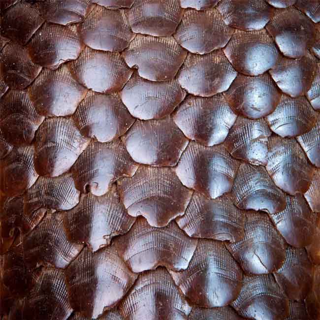 حیوان عجیبی که هم شبیه مار است هم ماهی (عکس)