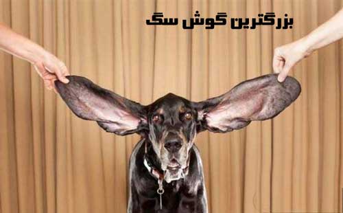 عکس های جالب از رکوردهای گینس