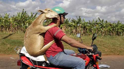 تصاویر عجیب و خنده دار 