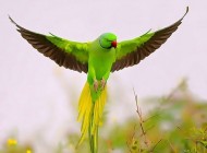 تصاویر زیباترین پرندگان از گوشه و کنار دنیا