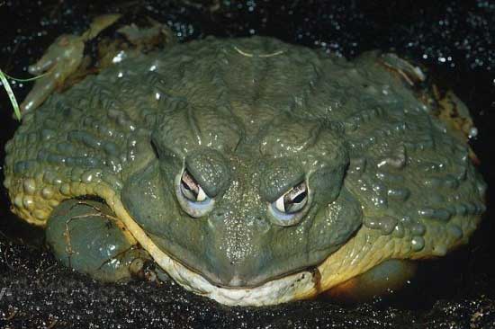 بزرگترین حیوانات جهان (عکس)
