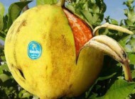 خلاقیت های باور نکردنی از نوع فتوشاپ (عکس)