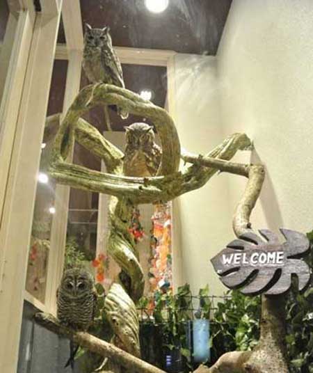 کافه ای در احاطه جغد ها و انسان ها (عکس)