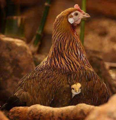 عکس های خنده دار سری آبان ماه
