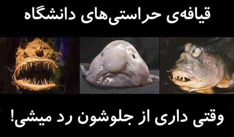 جدیدترین عکس های خنده دار از سوژه های ایرانی