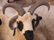 انسانها را با موبایلتان بشناسید! (عکس)
