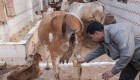 نوشیدن ادرار گاو برای درمان بیماری ها در هند! +عکس