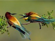 این عکسها را ببین تا روحیه ات عوض بشه..!