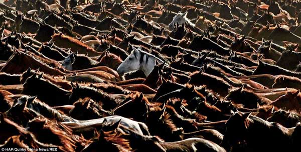 عکسهای شگفت انگیز از اسب های وحشی