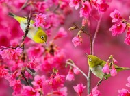 عکسهای پرندگان زیبا در فصل بهار