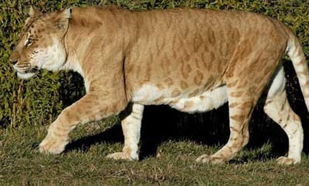عکسهای جالب از حیوانات دورگه