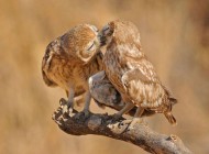 عکس های عاشقانه از بوسه های حیوانات و پرندگان